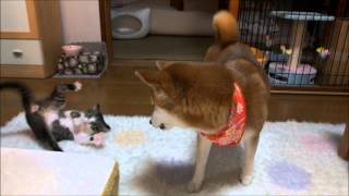 柴犬と子ネコが初めて遊べた！