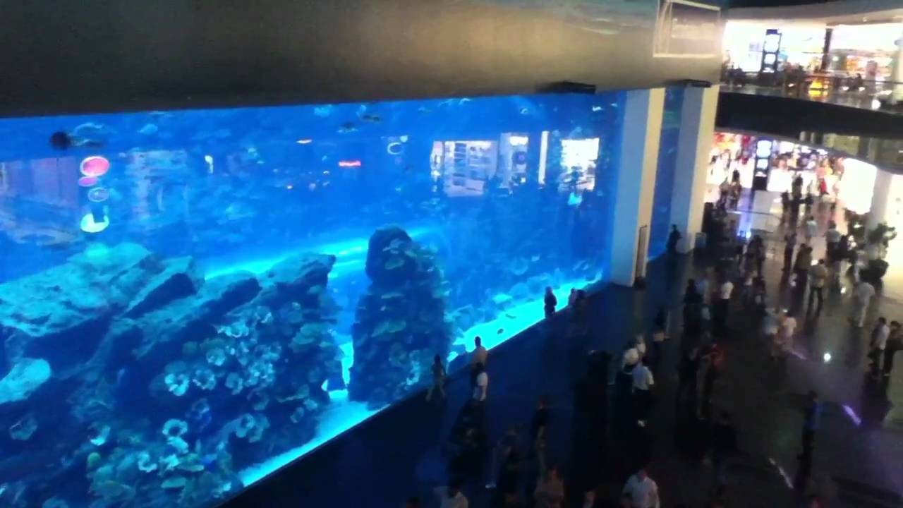 World's Biggest Fish Tank Aquarium Dubai Mall, Burj Khalifa YouTube