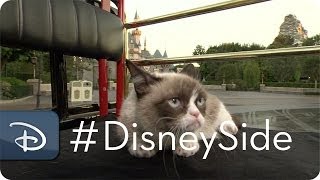 Grumpy Cat Finds Her Disney Side | Grumpy & Grumpy Cat | Disney Parks