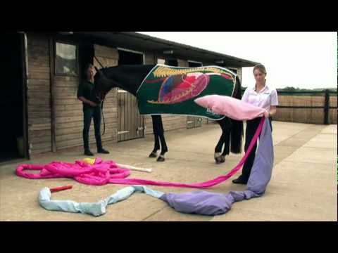 The horse's digestive system - YouTube