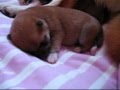 Shiba inu Chiots de Natsu Hime Jour