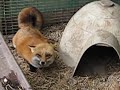 Chuckles the Red Fox
