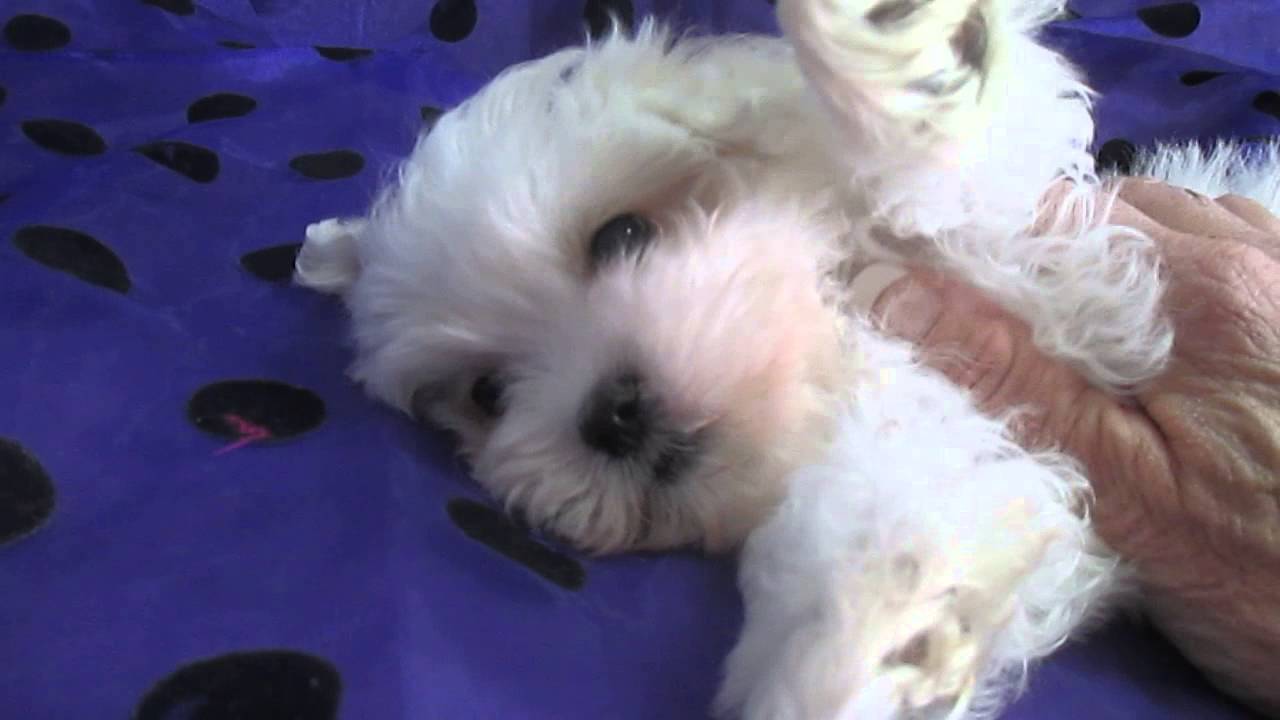 teacup yorkie poo images teacup yorkie poo breeds picture teacup yorkie poo images teacup yorkie poo breeds picture
