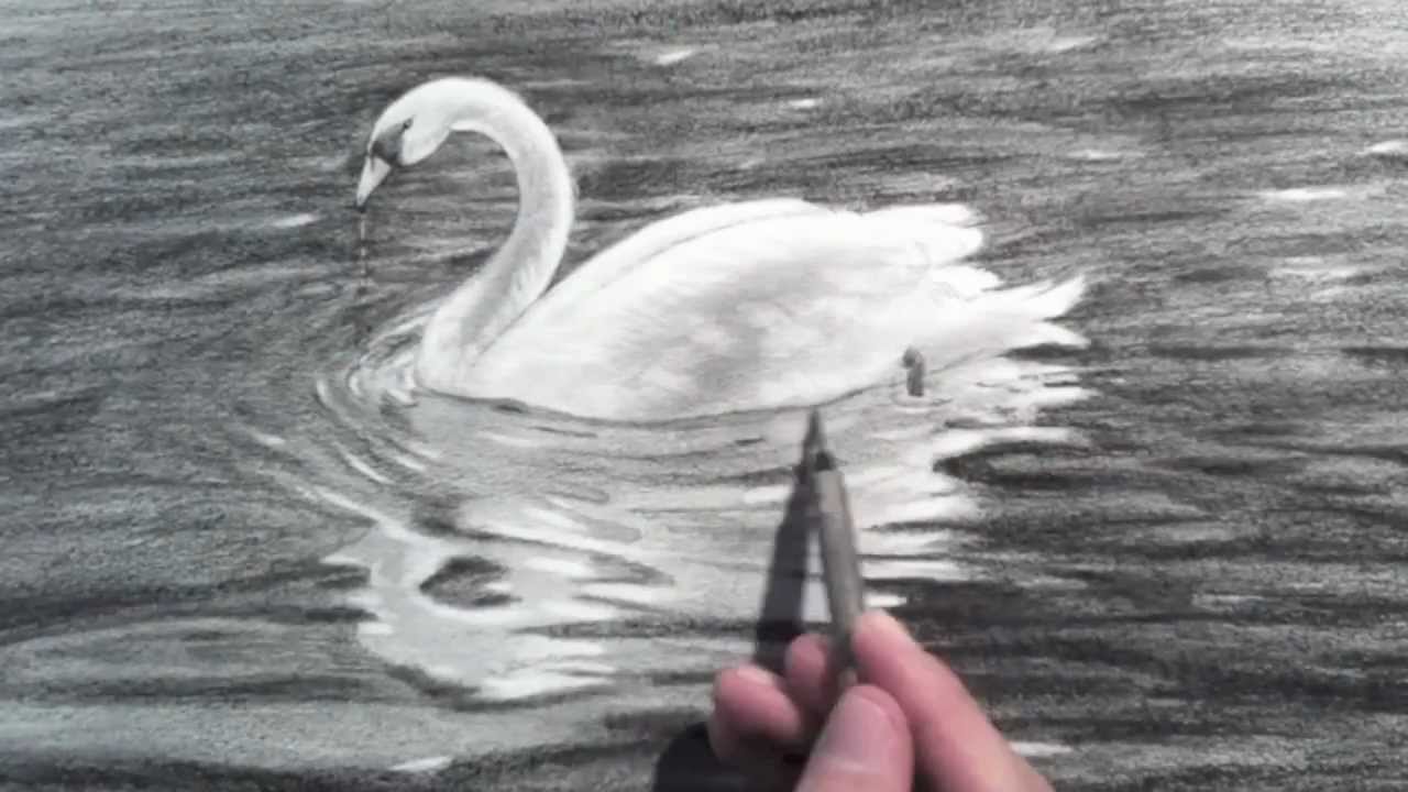 Drawing a Swan - Time Lapse - YouTube