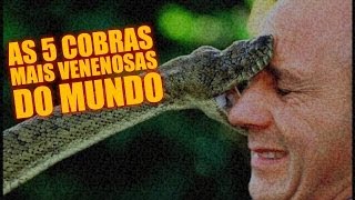 As 5 cobras mais venenosas do mundo - Diário do Curioso