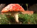 Mushroom time lapse Amanita Muscaria