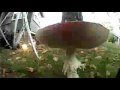 Mushroom time lapse Amanita Muscaria