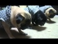 Funny Animals: Hyper and Patient, all are Funny Animals