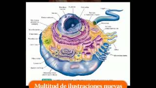Estructura Y Funcion Del Cuerpo Humano Thibodeau Patton PDF