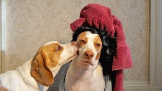 Kissing Dad: Cute Dogs Maymo & Penny #kissingdad