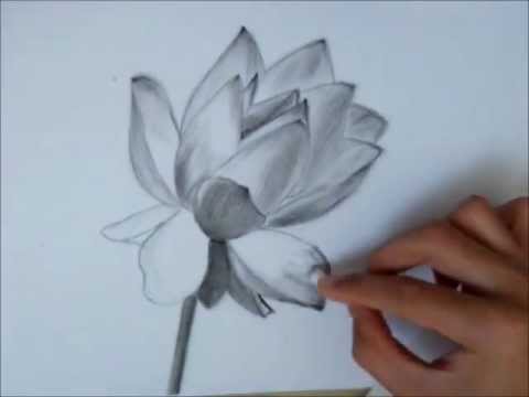 Drawing a Lotus Flower - YouTube