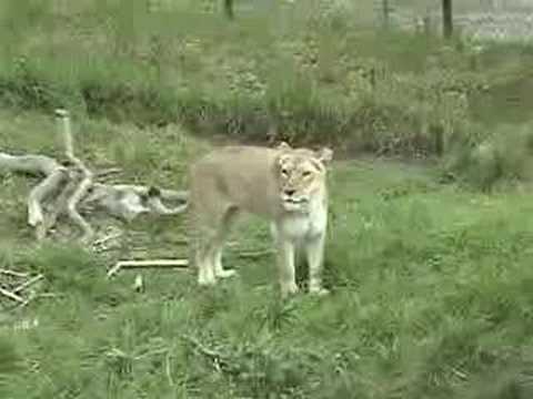 Santa barbara zoo discounts coupons