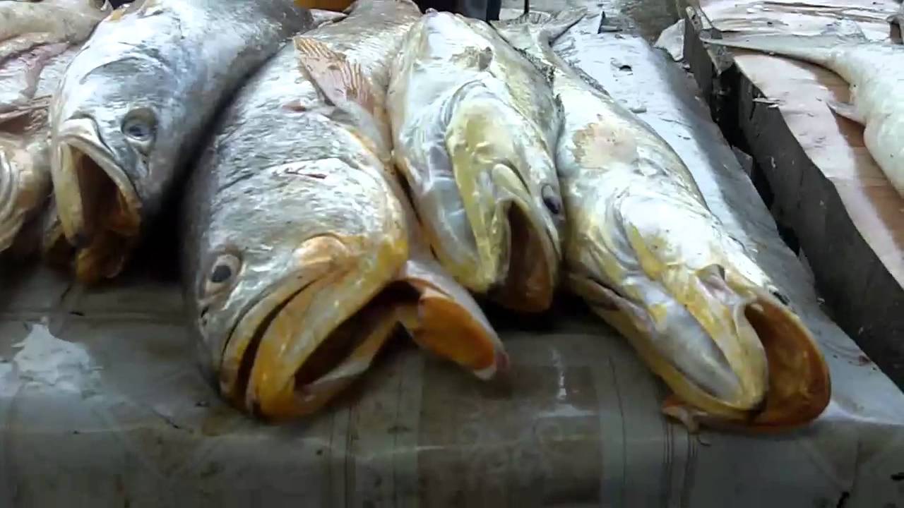 Guyana Fish Market - YouTube