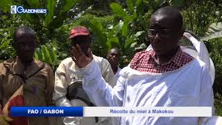 FAO / GABON : RÉCOLTE DU MIEL À MAKOKOU