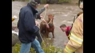 Feral / Wild Horse Pulled From Swollen Trout Creek