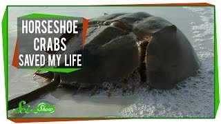 Horseshoe Crabs Saved My Life