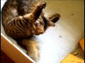 Роды кошки, кошка рожает , котята, cat giving birth