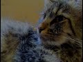 Роды кошки, кошка рожает , котята, cat giving birth