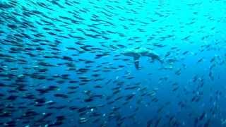 Oliver et al Thresher Shark footage. Credit: Klemens Gann