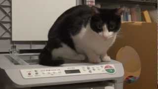 猫がスキャナの邪魔をしてくる - cat is on the scanner