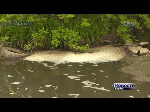 Попадают ли фекалии из коровника в бердский водопровод?