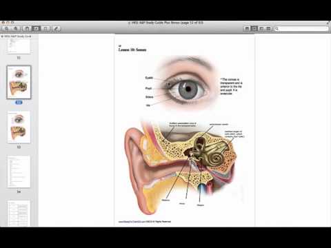 HESI A2 Anatomy and Physiology Study Guide - YouTube