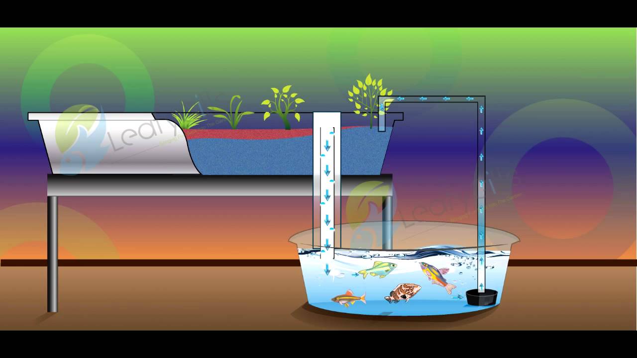 Simple Flood and Drain Aquaponics System - YouTube