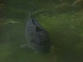 A Passion For Angling 3 - Midwinter Madness & Monster Myths