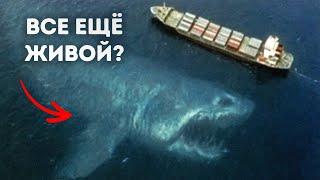 Эксперты утверждают, что мегалодон, каким его знали, никогда не существовал