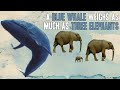 11 Insane Animal Facts
