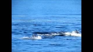 Departure Bay, Dolphins and Orcas Feb  3,2014