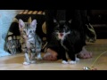 Обморочные коты