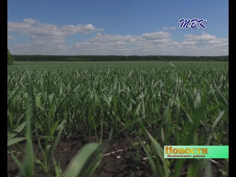 В Искитимском районе завершён сев яровых культур