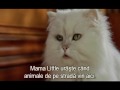 Snowbell Stuart Little