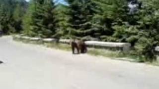 feeding the bear ( biker vs nature)