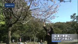 紅葉の季節に桜が見頃