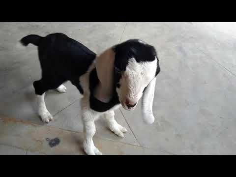 Most Funny and Cute Baby Goat Videos Compilation Funny Baby and Goat | Cute Baby and Animals 2020