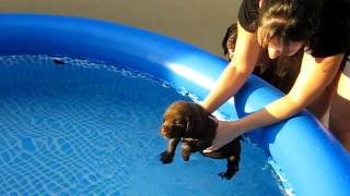 Perrito nadando por primera vez