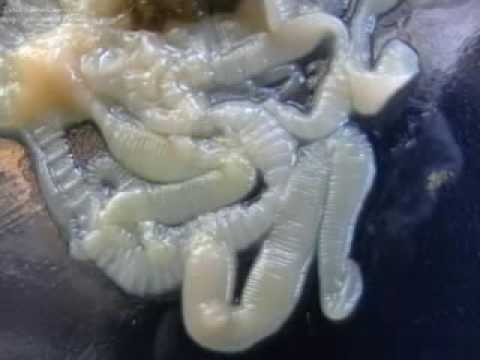 intestinal mucosa and its diseases pathophysiology and clinics falk symposium
