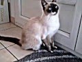 Un chat qui miaule pour aller dehors