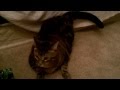 Nala The Cat Playing Fetch Funny Cat Fetches Like A Dog