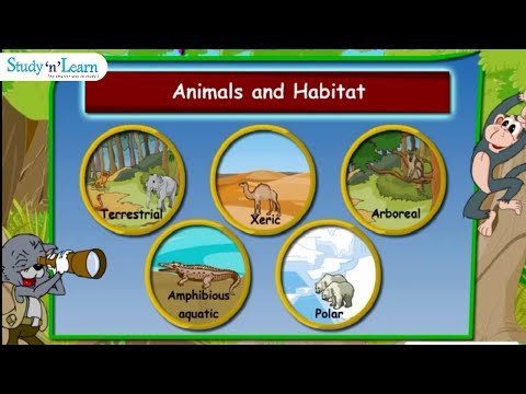 Adaptations in Animals YouTube