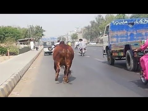 Cow Qurbani | Funny Compilation of Cow Running in Karachi Road | Eid Ul Adha 2018 & 2019