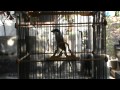 Tips Melatih Burung - Kicau Suara Cendet album artwork