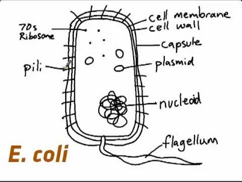 IB Biology 2.2.1: How to draw E. coli - YouTube