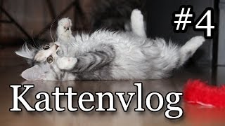 Kattenvlog #4 - Dierenarts Bezoek?!