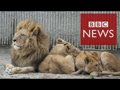 Why did the Danish zoo kill 4 lions? BBC News image
