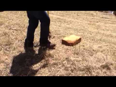 Digging for water for drought affected sheep