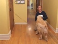 Thumbnail 1 for Train A Dog Not To Jump On Guests Thumbnail 1 for Train A Dog Not To Jump On Guests