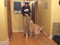 Thumbnail 3 for Train A Dog Not To Jump On Guests Thumbnail 3 for Train A Dog Not To Jump On Guests